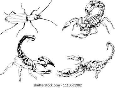 vector drawings sketches different insects bugs Scorpions spiders drawn in ink by hand , objects with no background
