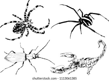 vector drawings sketches different insects bugs Scorpions spiders drawn in ink by hand , objects with no background
