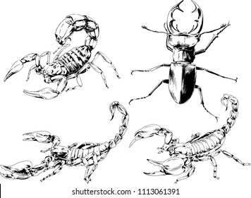 vector drawings sketches different insects bugs Scorpions spiders drawn in ink by hand , objects with no background
