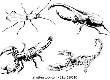 vector drawings sketches different insects bugs Scorpions spiders drawn in ink by hand , objects with no background
