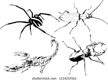 vector drawings sketches different insects bugs Scorpions spiders drawn in ink by hand , objects with no background
