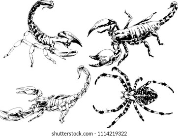 vector drawings sketches different insects bugs Scorpions spiders drawn in ink by hand , objects with no background
