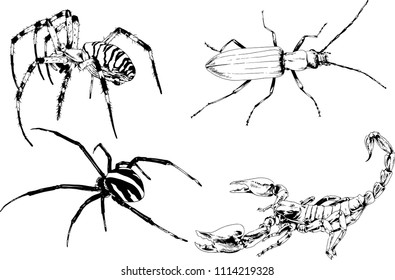 vector drawings sketches different insects bugs Scorpions spiders drawn in ink by hand , objects with no background
