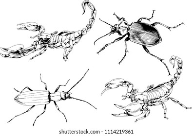 vector drawings sketches different insects bugs Scorpions spiders drawn in ink by hand , objects with no background
