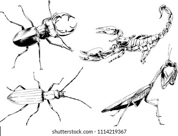 vector drawings sketches different insects bugs Scorpions spiders drawn in ink by hand , objects with no background

