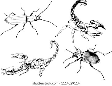 vector drawings sketches different insects bugs Scorpions spiders drawn in ink by hand , objects with no background
