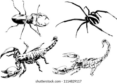 vector drawings sketches different insects bugs Scorpions spiders drawn in ink by hand , objects with no background
