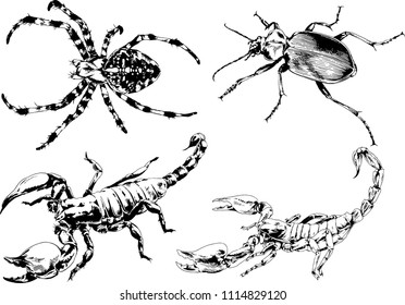 vector drawings sketches different insects bugs Scorpions spiders drawn in ink by hand , objects with no background
