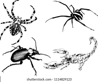 vector drawings sketches different insects bugs Scorpions spiders drawn in ink by hand , objects with no background
