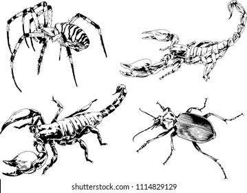 vector drawings sketches different insects bugs Scorpions spiders drawn in ink by hand , objects with no background
