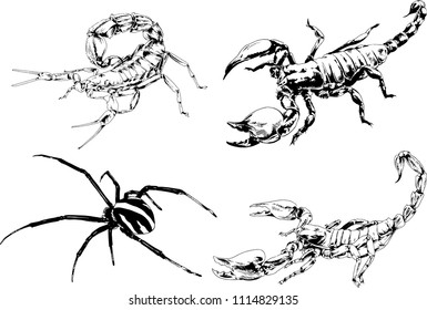 vector drawings sketches different insects bugs Scorpions spiders drawn in ink by hand , objects with no background
