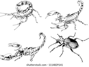 vector drawings sketches different insects bugs Scorpions spiders drawn in ink by hand , objects with no background
