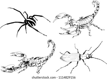 vector drawings sketches different insects bugs Scorpions spiders drawn in ink by hand , objects with no background
