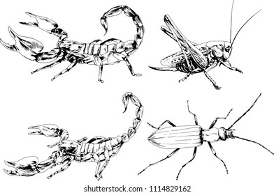 vector drawings sketches different insects bugs Scorpions spiders drawn in ink by hand , objects with no background
