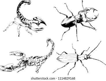 vector drawings sketches different insects bugs Scorpions spiders drawn in ink by hand , objects with no background

