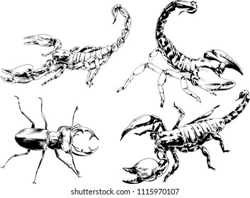 vector drawings sketches different insects bugs Scorpions drawn in ink by hand , objects with no background
