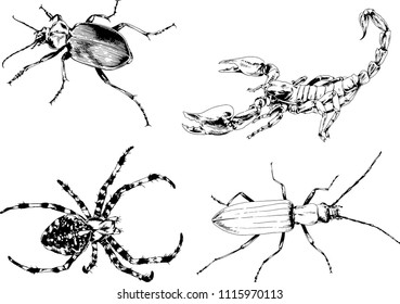 vector drawings sketches different insects bugs Scorpions spiders drawn in ink by hand , objects with no background
