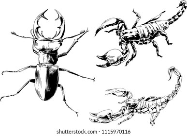 vector drawings sketches different insects bugs Scorpions drawn in ink by hand , objects with no background
