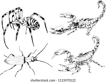 vector drawings sketches different insects bugs Scorpions spiders drawn in ink by hand , objects with no background
