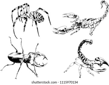 vector drawings sketches different insects bugs Scorpions spiders drawn in ink by hand , objects with no background
