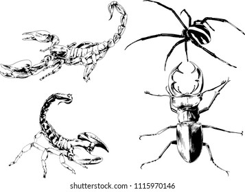 vector drawings sketches different insects bugs Scorpions spiders drawn in ink by hand , objects with no background
