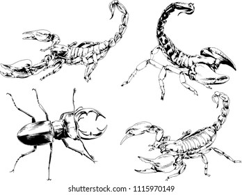 vector drawings sketches different insects bugs Scorpions  drawn in ink by hand , objects with no background
