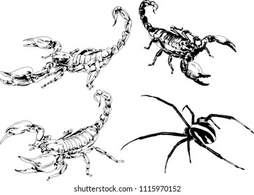 vector drawings sketches different insects bugs Scorpions spiders drawn in ink by hand , objects with no background
