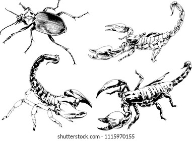 vector drawings sketches different insects bugs Scorpions drawn in ink by hand , objects with no background
