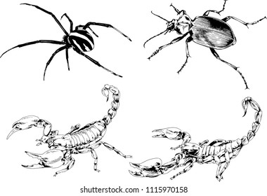 vector drawings sketches different insects bugs Scorpions spiders drawn in ink by hand , objects with no background

