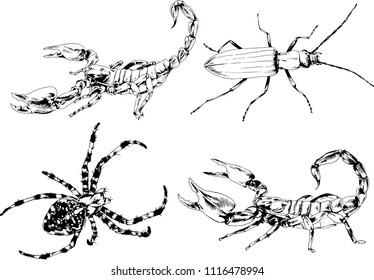 vector drawings sketches different insects bugs Scorpions spiders drawn in ink by hand , objects with no background

