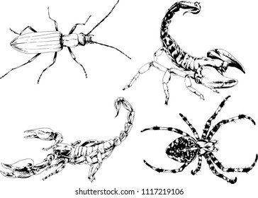 vector drawings sketches different insects bugs Scorpions spiders drawn in ink by hand , objects with no background
