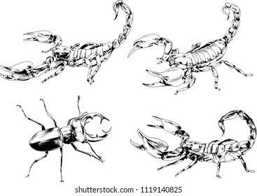 vector drawings sketches different insects bugs Scorpions spiders drawn in ink by hand , objects with no background