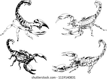 vector drawings sketches different insects bugs Scorpions spiders drawn in ink by hand , objects with no background