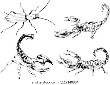 vector drawings sketches different insects bugs Scorpions spiders drawn in ink by hand , objects with no background