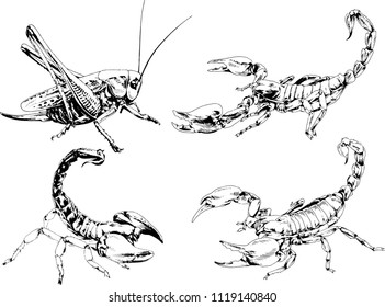 vector drawings sketches different insects bugs Scorpions spiders drawn in ink by hand , objects with no background