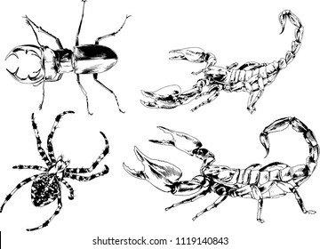 vector drawings sketches different insects bugs Scorpions spiders drawn in ink by hand , objects with no background