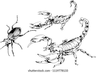 vector drawings sketches different insects bugs Scorpions spiders drawn in ink by hand , objects with no background