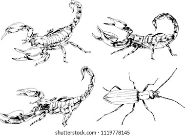 vector drawings sketches different insects bugs Scorpions spiders drawn in ink by hand , objects with no background