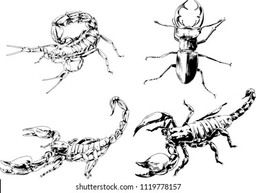 vector drawings sketches different insects bugs Scorpions spiders drawn in ink by hand , objects with no background