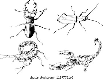 vector drawings sketches different insects bugs Scorpions spiders drawn in ink by hand , objects with no background