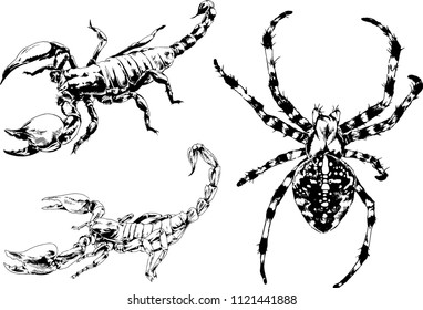 vector drawings sketches different insects bugs Scorpions spiders drawn in ink by hand , objects with no background