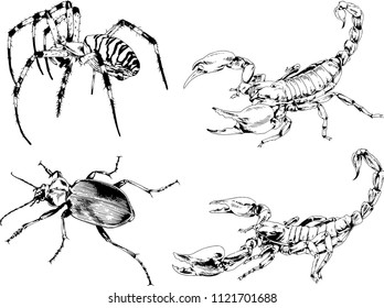 vector drawings sketches different insects bugs Scorpions spiders drawn in ink by hand , objects with no background