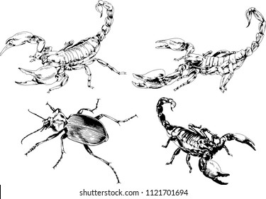 vector drawings sketches different insects bugs Scorpions spiders drawn in ink by hand , objects with no background