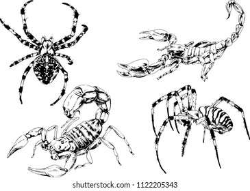 vector drawings sketches different insects bugs Scorpions spiders drawn in ink by hand , objects with no background