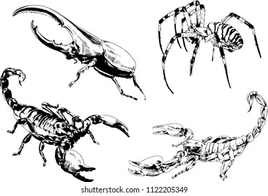 vector drawings sketches different insects bugs Scorpions spiders drawn in ink by hand , objects with no background