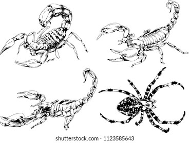 vector drawings sketches different insects bugs Scorpions spiders drawn in ink by hand , objects with no background