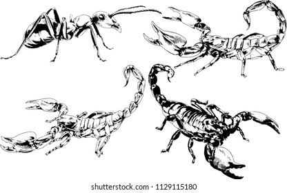 vector drawings sketches different insects bugs Scorpions spiders drawn in ink by hand , objects with no background