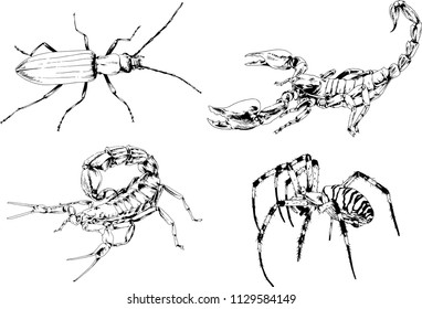 vector drawings sketches different insects bugs Scorpions spiders drawn in ink by hand , objects with no background
