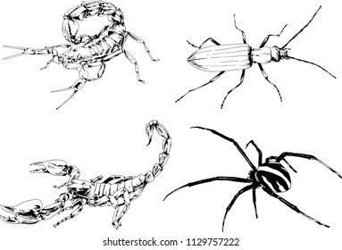 vector drawings sketches different insects bugs Scorpions spiders drawn in ink by hand , objects with no background