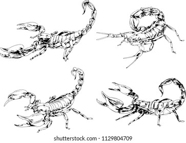 vector drawings sketches different insects bugs Scorpions spiders drawn in ink by hand , objects with no background